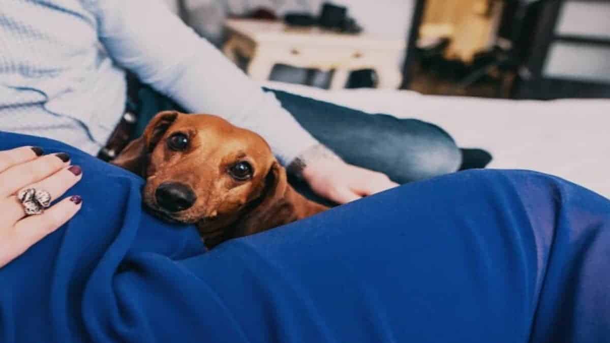 Si votre chien renifle souvent votre ventre, voici ce que cela signifie !