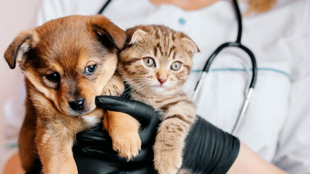 Mythes et vérités sur les chiens et les chats !