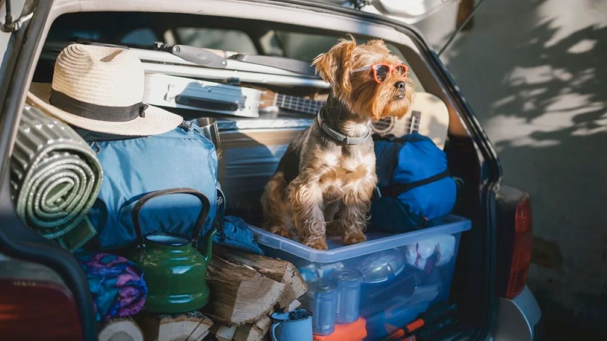 Voici pourquoi certains chats et chiens accumulent des objets