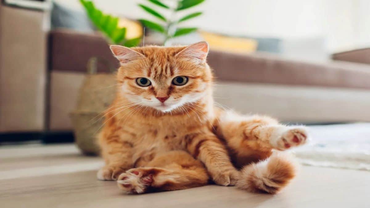 Pourquoi est-il toujours bon d'avoir un chat à la maison ?