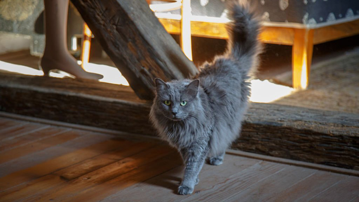 Pourquoi le chat remue la queue tout le temps ?