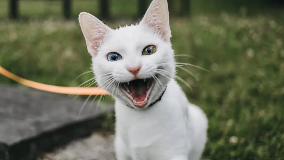 Voici pourquoi les chats ne miaulent qu'aux personnes