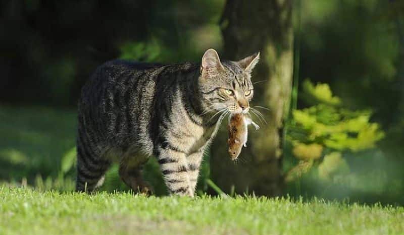 Pourquoi les chats ramènent-ils des animaux morts à la maison ?