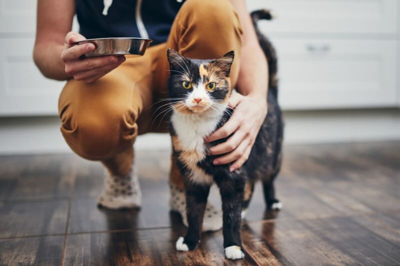 Pourquoi les chats se soulèvent la queue quand on les caresse ?