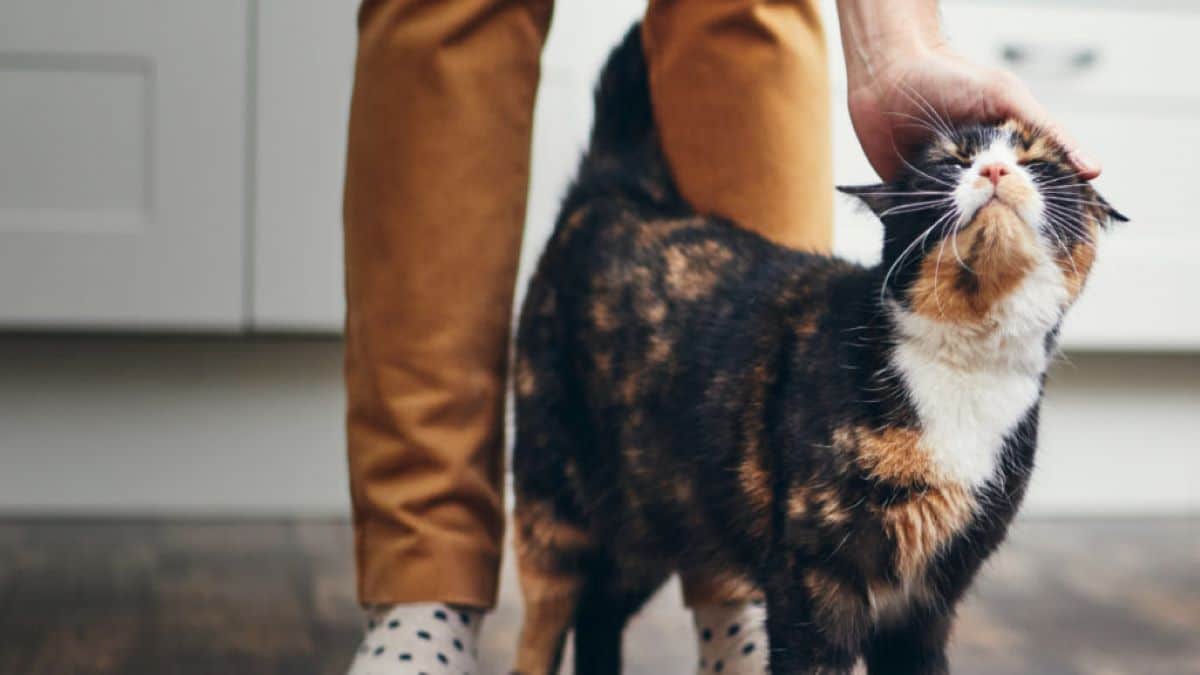 Voici pourquoi les chats lèvent la queue quand on les caresse