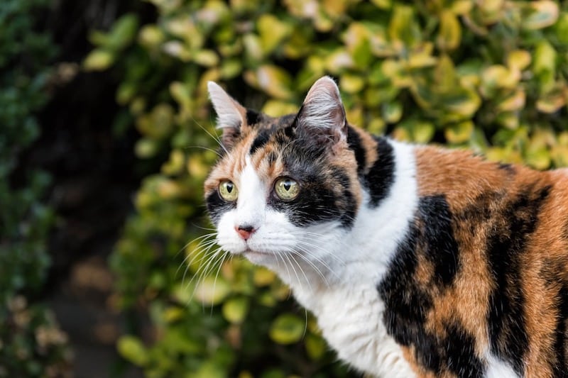 Pourquoi les chats s'enfuient-ils ? Découvrez 5 raisons et comment l'en empêcher