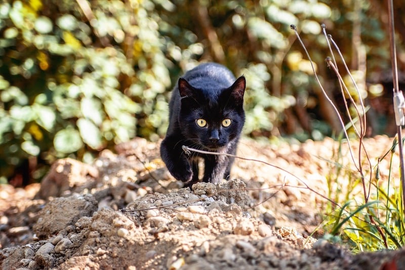 Pourquoi les chats s'enfuient-ils ? Découvrez 5 raisons et comment l'en empêcher