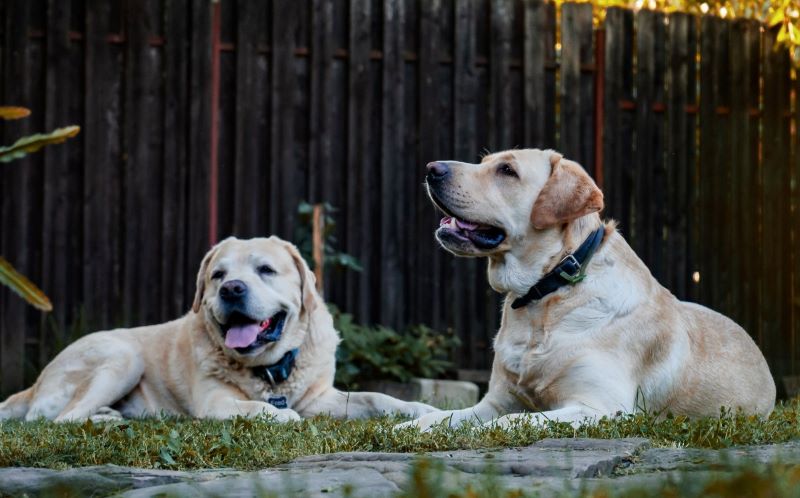 Pourquoi les chiens restent-ils ensemble quand ils s'accouplent ? Il n'y a pas que le plaisir