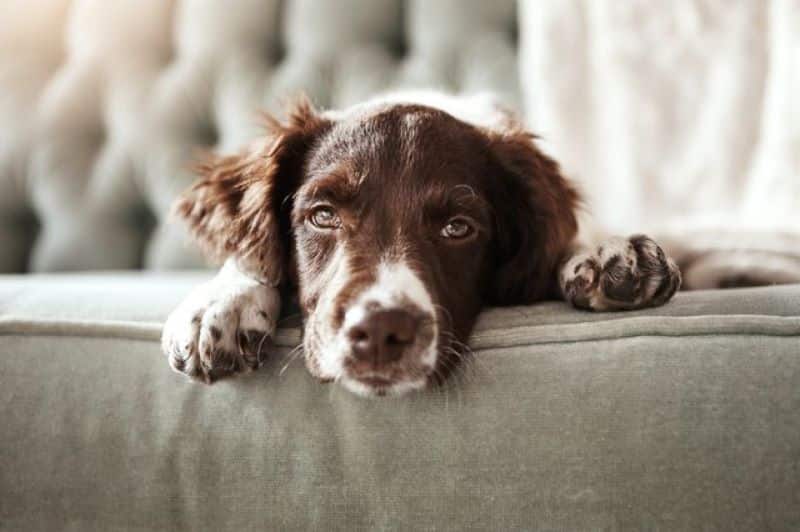 Pourquoi les chiens se frottent-ils au canapé : que faire et quelles en sont les causes ?