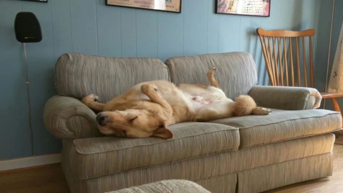 Pourquoi les chiens se frottent sur le canapé : que faire et quelles en sont les causes ?