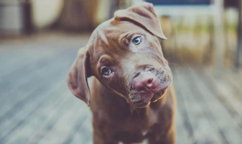 Pourquoi les chiens tournent la tête lorsque vous leur parlez
