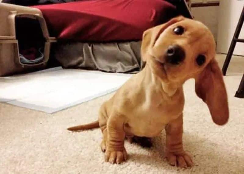 Pourquoi les chiens tournent la tête lorsque vous leur parlez