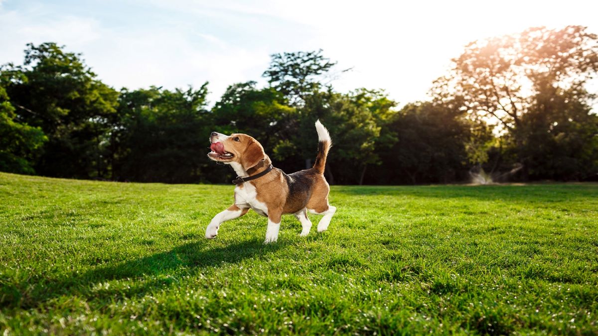 Pourquoi mon chien mange-t-il de l'herbe ou des bâtons et se roule-t-il par terre ?