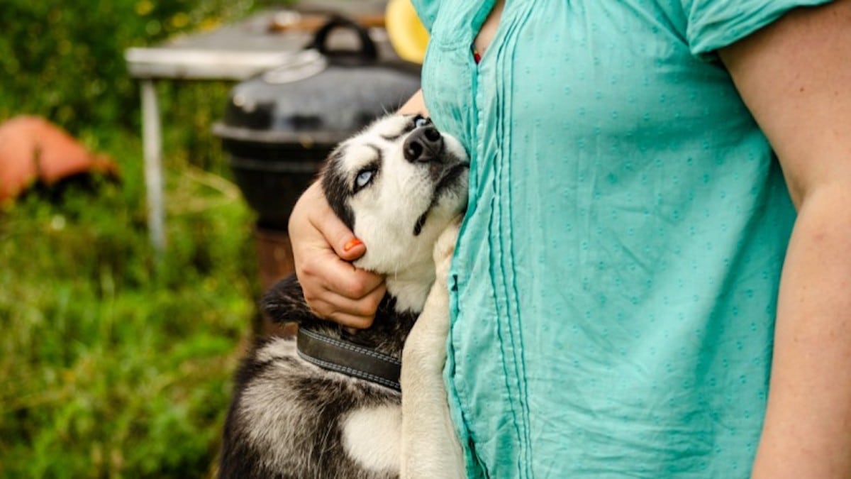 Pourquoi votre chien vous renifle-t-il quand vous rentrez à la maison ?