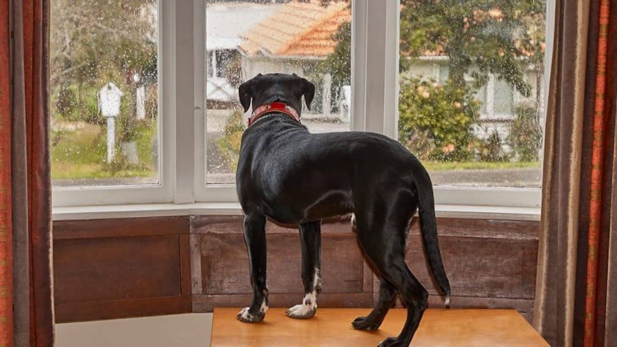 Pourquoi mon chien sait-il toujours quand je rentre à la maison ?