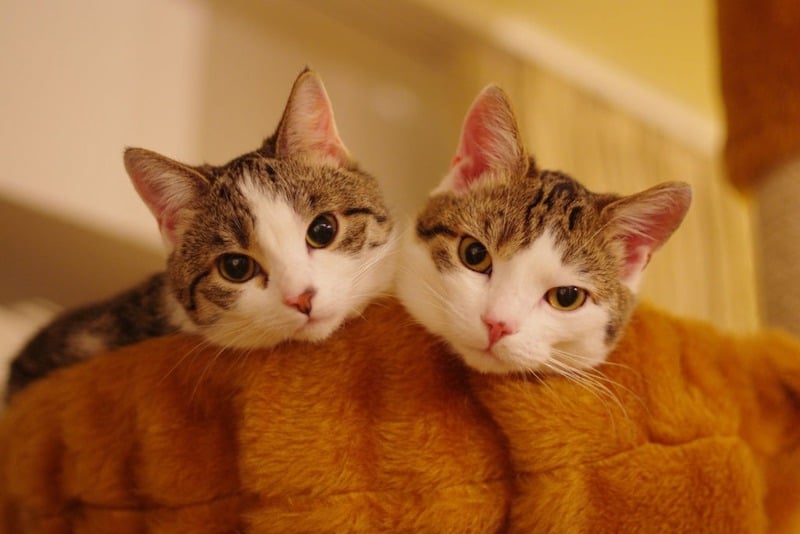 Pourquoi un chat domestique en rejette un autre et combien de temps il faut pour l'accepter