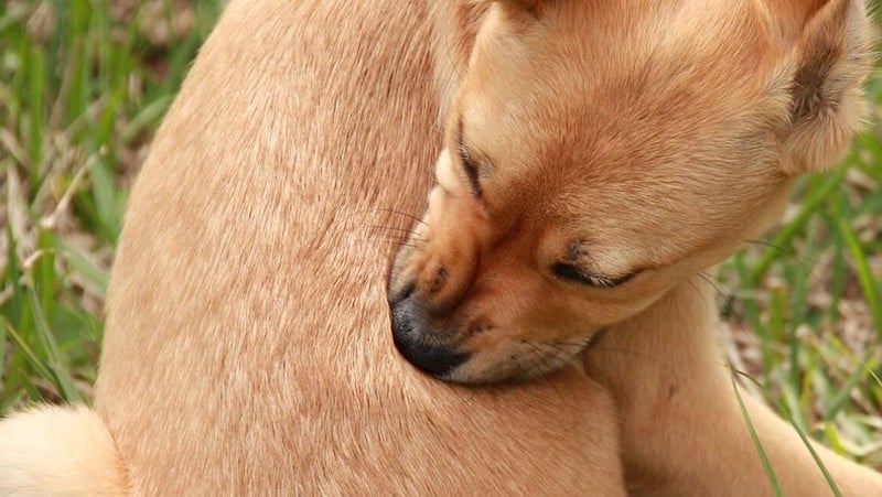 Que dois-je faire si mon chien a de l'urticaire sur la peau ?