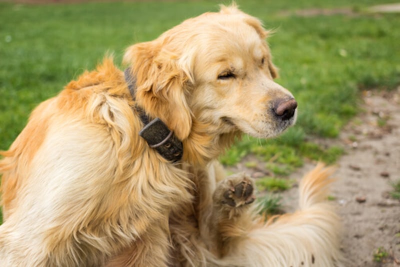 Que dois-je faire si mon chien a de l'urticaire sur la peau ?