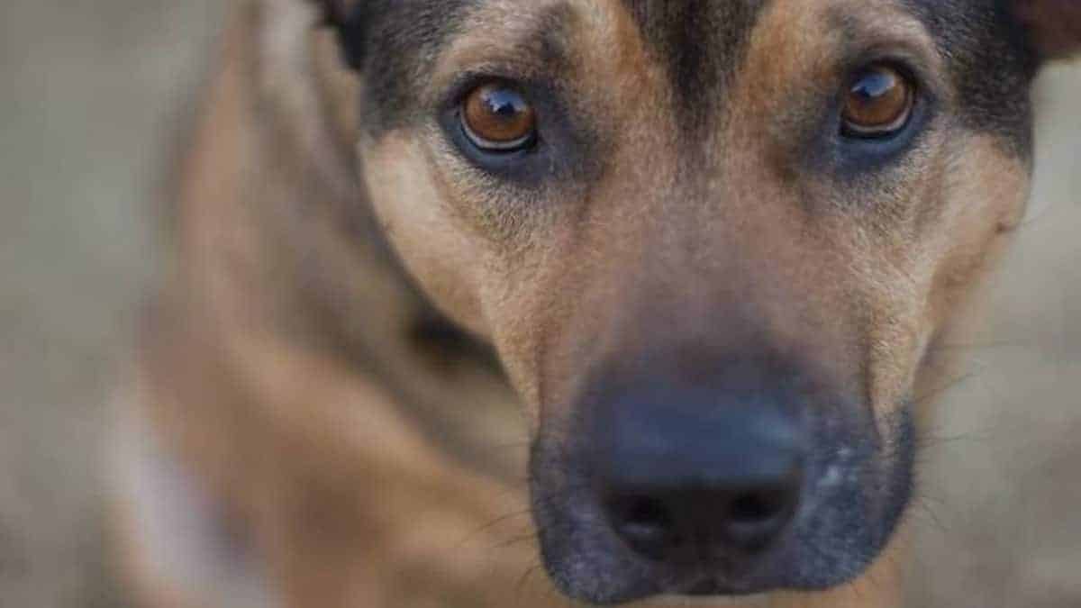 Que pensent vraiment les chiens de nous ? La réponse des scientifiques