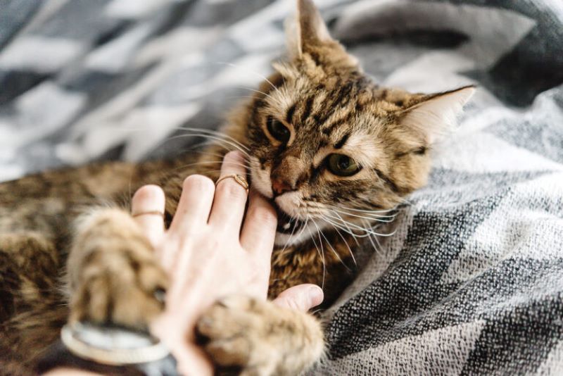 Que ressent un chat après la stérilisation ?