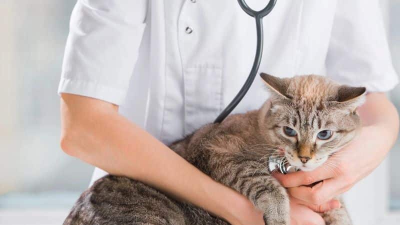 Que ressent un chat après la stérilisation ?