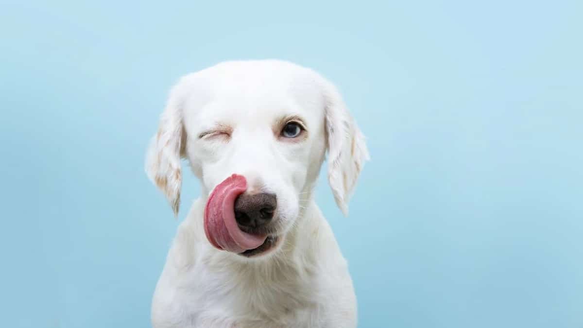 Que se passe-t-il si un chien a le nez sec ?