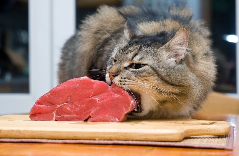 Voici ce qu'il se passe si un chien ou un chat mange des légumes