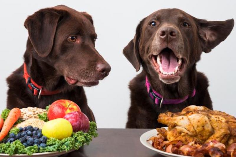 Voici ce qu'il se passe si un chien ou un chat mange des légumes