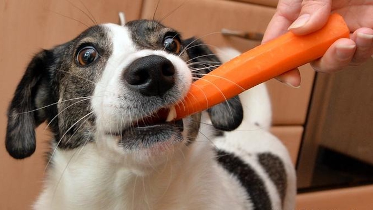 Voici ce qu'il se passe si un chien ou un chat mange des légumes