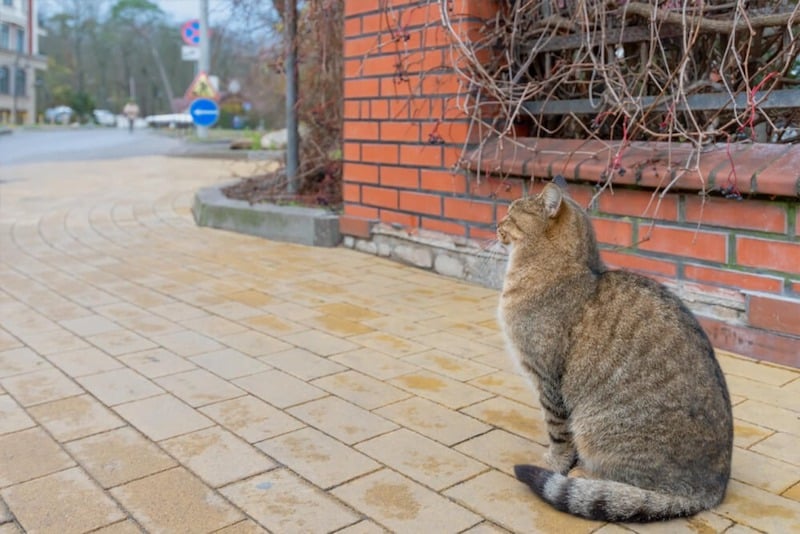 Que signifie le fait qu'un chat veuille entrer dans votre maison ?