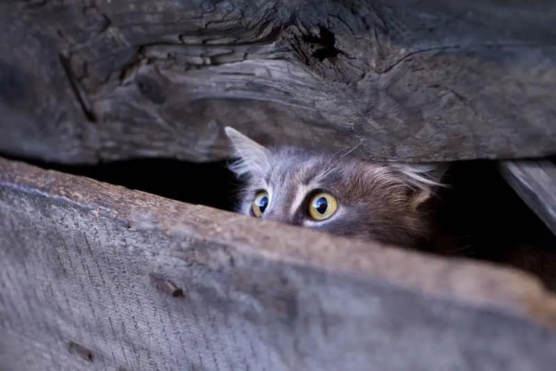 Que signifie le fait qu'un chat veuille entrer dans votre maison ?