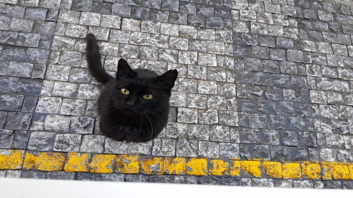 Que signifie le fait qu'un chat veuille entrer dans votre maison ?