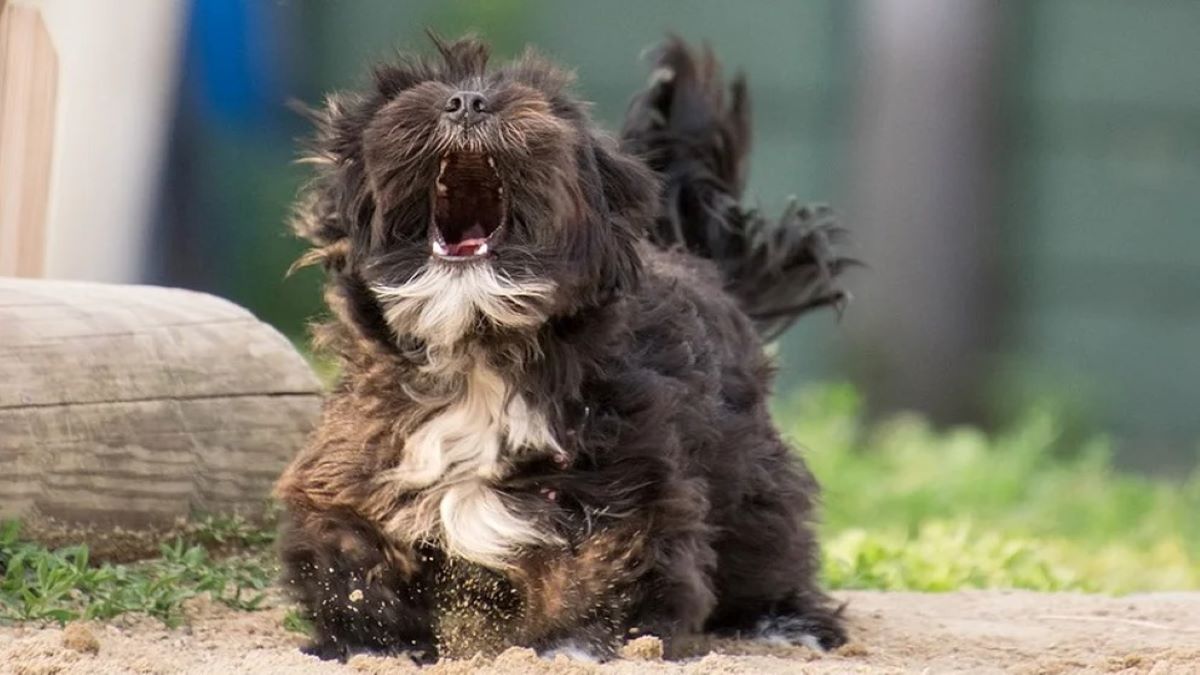 Que veut dire un chien quand il aboie ?