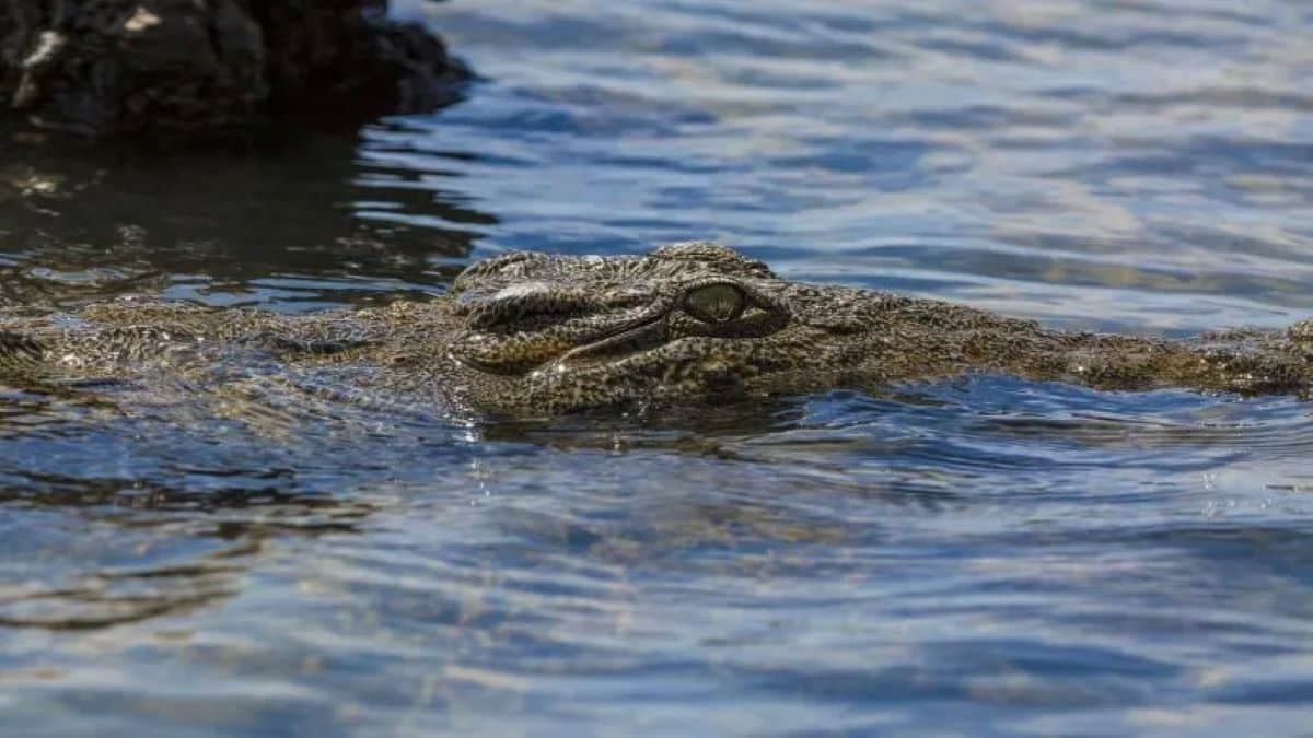 Quels sont les animaux les plus dangereux au monde ?