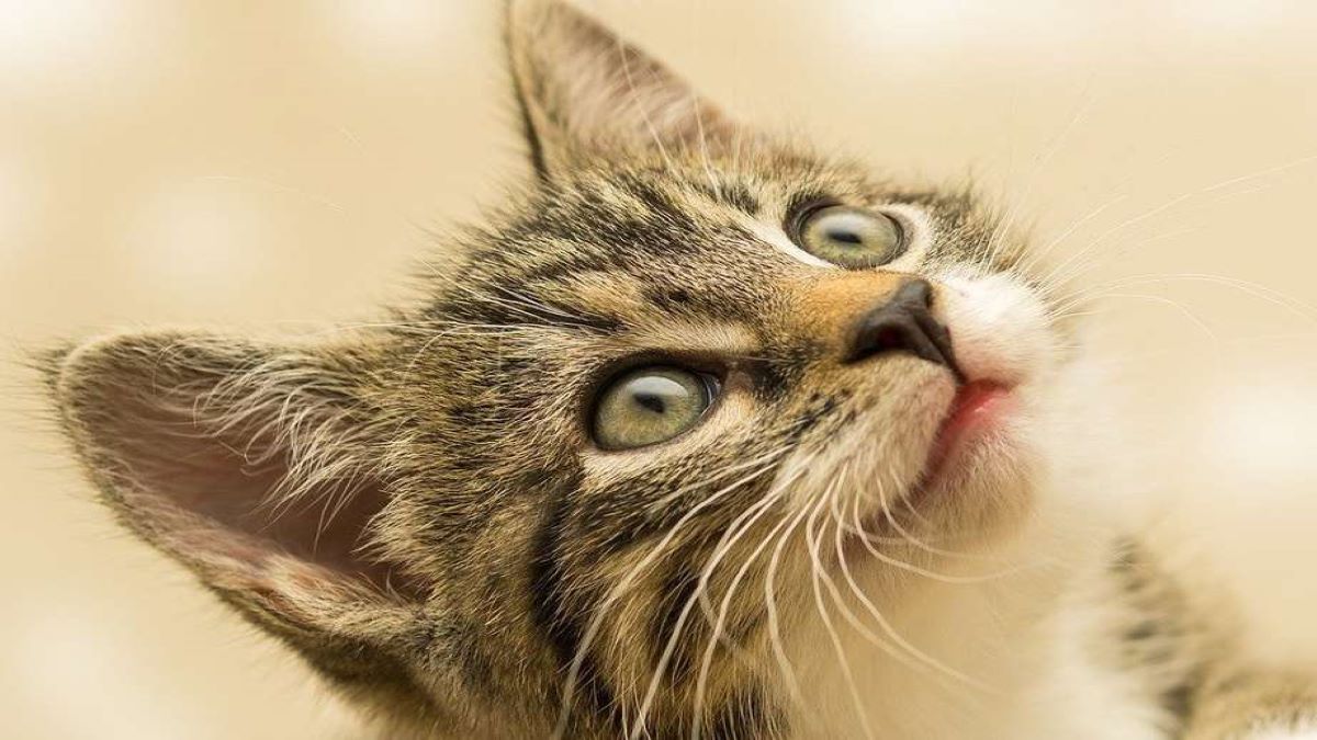 4 raisons pour lesquelles votre chat vous regarde fixement
