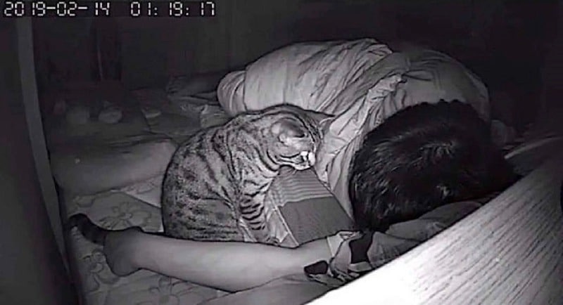 Qu'est-ce que cela signifie si votre chat vous regarde la nuit quand vous dormez ?