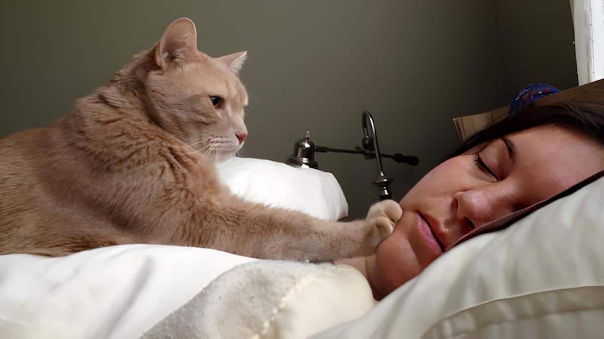 Qu'est-ce que cela signifie si votre chat vous regarde la nuit quand vous dormez ?