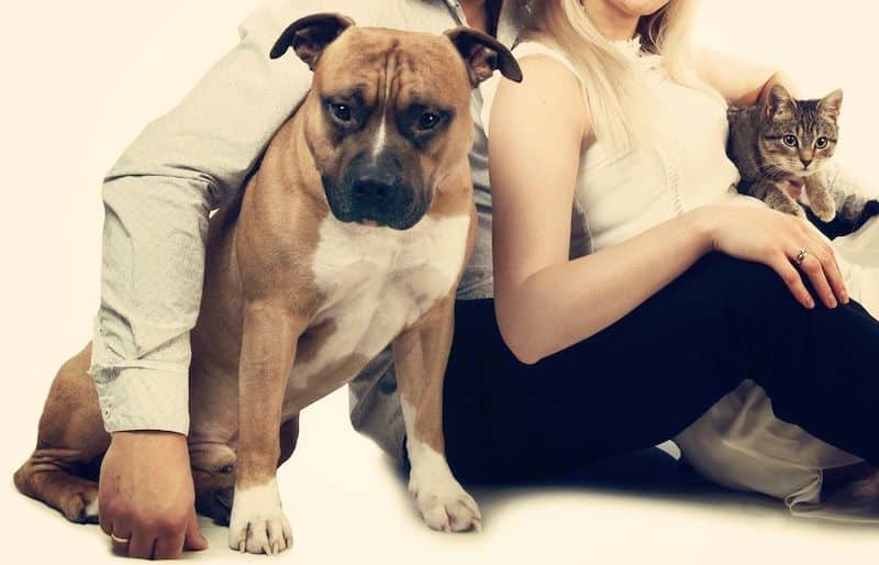 Qui est le plus intelligent, les chats ou les chiens ? Réponses à toutes les questions