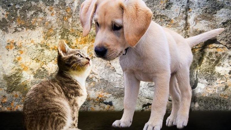 Qui est le plus intelligent, les chats ou les chiens ? Réponses à toutes les questions
