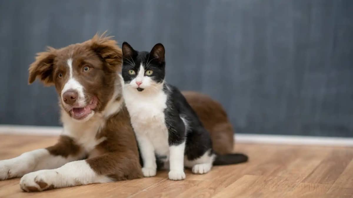 Qui est le plus intelligent, les chats ou les chiens ? Réponses à toutes les questions