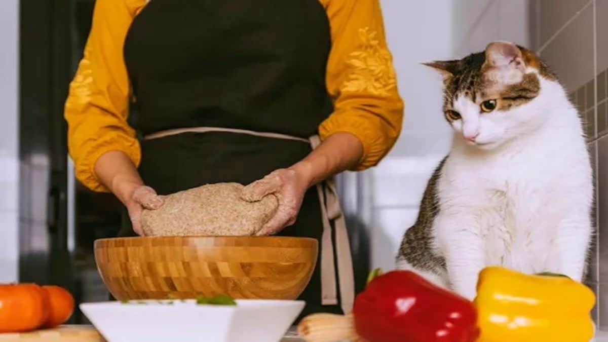 Recettes de poulet pour chats faits maison, rapides, faciles et délicieuses