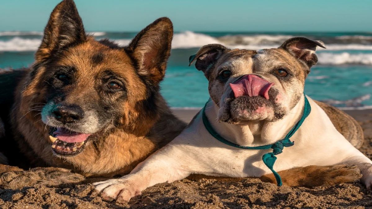 Tout ce que vous devez savoir avant d'emmener un chien à la plage