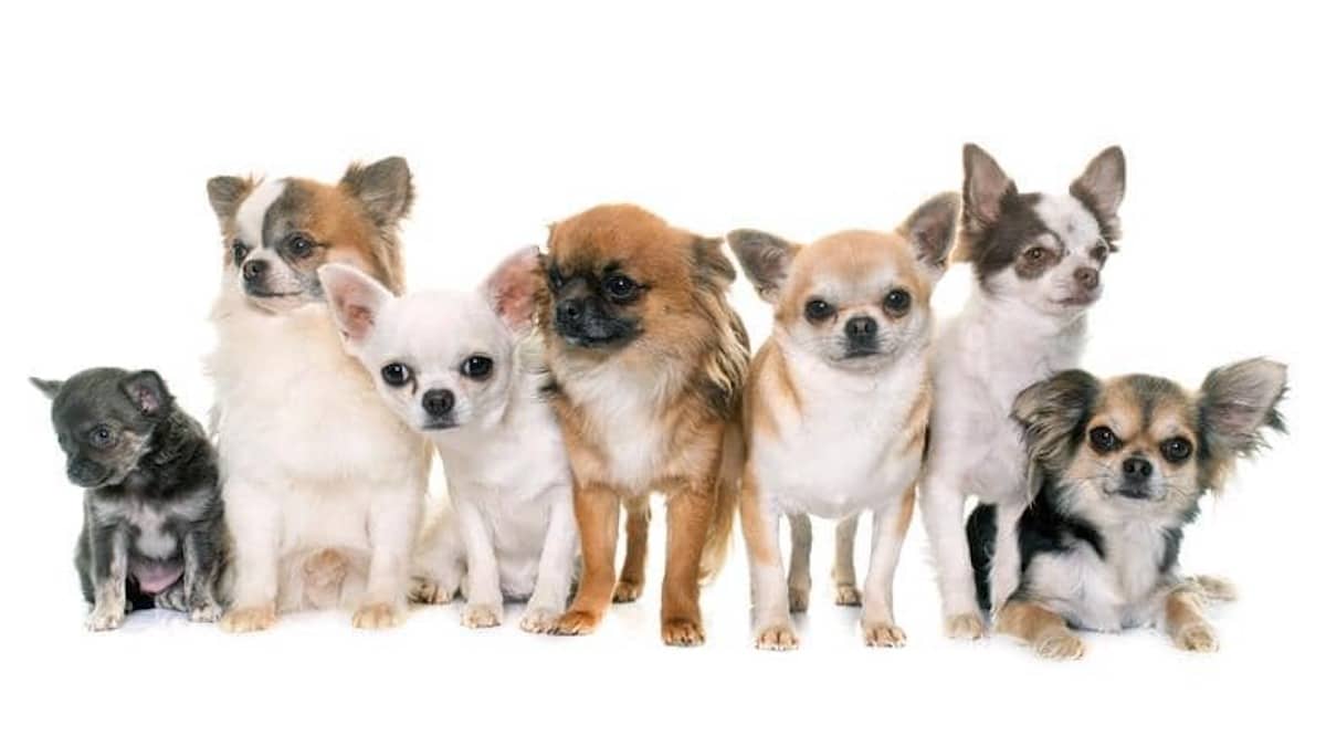 Voici tout ce que vous devez savoir sur le chihuahua