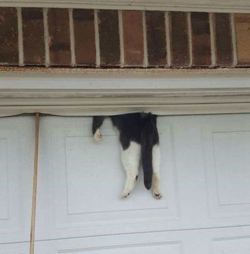 Un chat était coincé dans la porte - louons le policier qui, d'une main prudente, a réussi à le libérer
