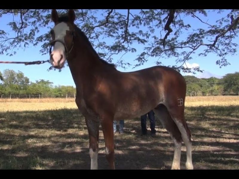 Un cheval fier montre la danse qu'il a appris, mais regardez quand le vilain poulain lui vole la vedette