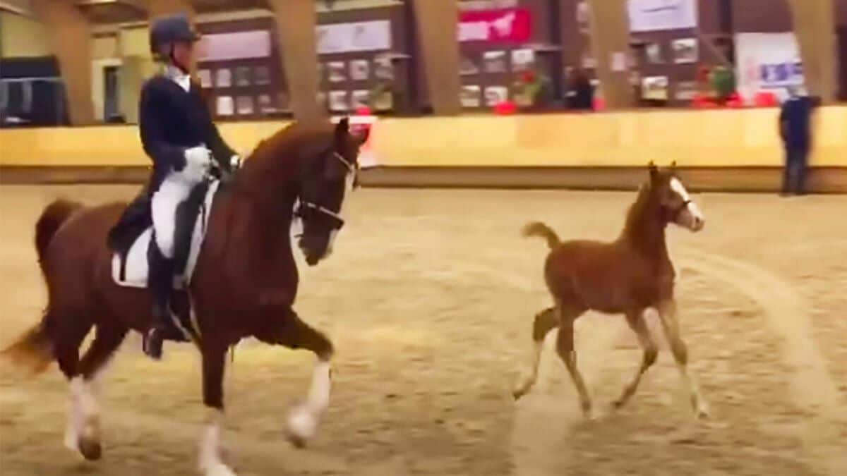 Un cheval fier montre la danse qu'il a appris, mais son vilain poulain lui vole la vedette