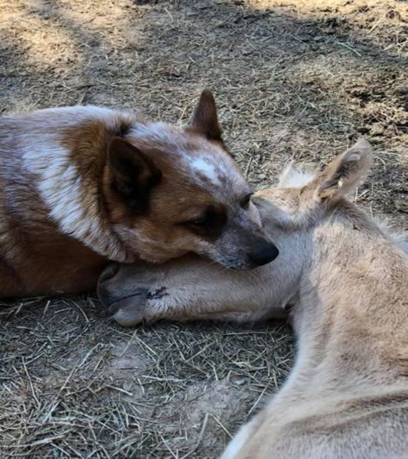 Un chien affectueux réconforte un poulain de 9 jours orphelin après la mort de sa mère