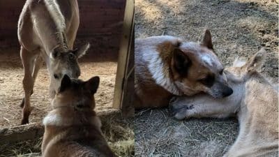 Un chien affectueux réconforte un poulain de 9 jours orphelin après la mort de sa mère