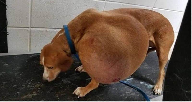 Un chien avec une énorme tumeur envoyé à l’euthanasie, a la fin à laquelle personne ne s'attendait