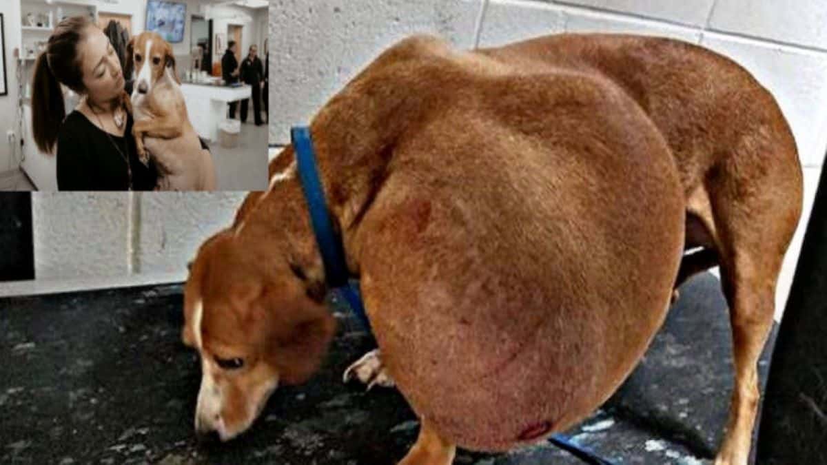 Un chien avec une énorme tumeur envoyé à l’euthanasie, la fin à laquelle personne ne s'attendait
